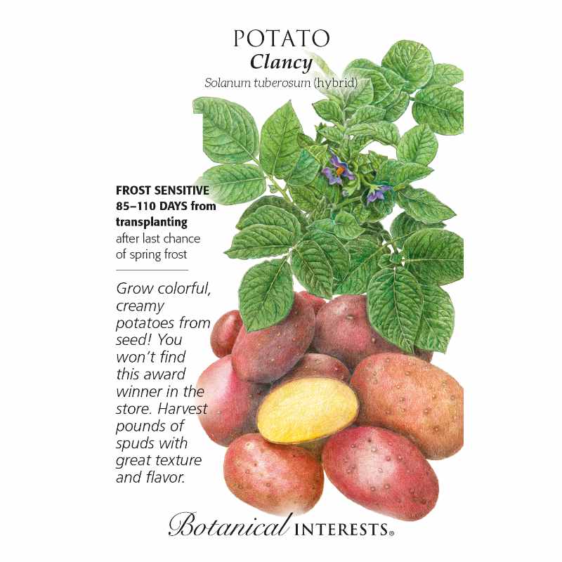 Seed packet with drawing of potato plant and drawings of harvested potatoes