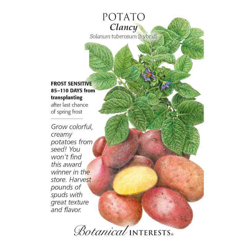 Seed packet with drawing of potato plant and drawings of harvested potatoes