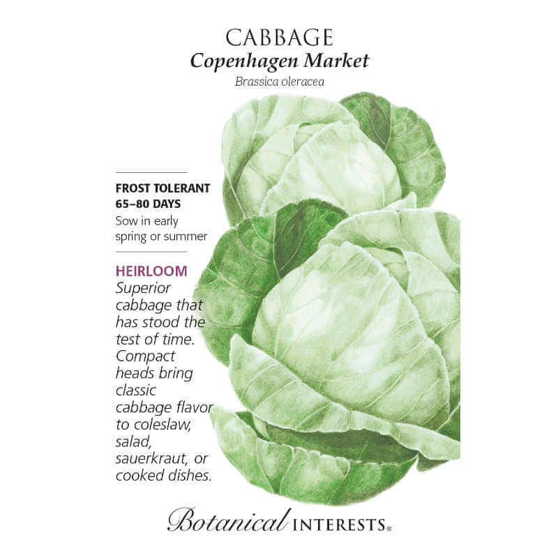 Seed packet with drawing of a head of cabbage