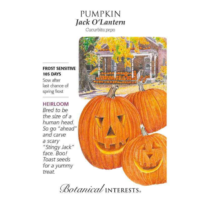 image of seed packet with drawings of two carved jack o lanterns in front of an uncharted pumpkin.  With a drawing of a brick house in the background with many pumpkins on the porch and a tree with yellow and green leaves hanging above house