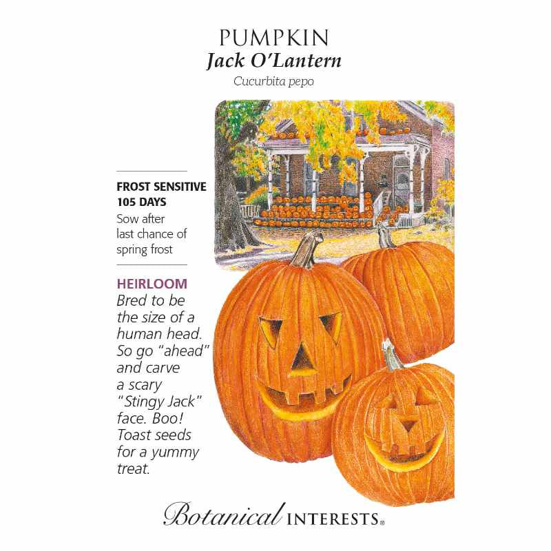 image of seed packet with drawings of two carved jack o lanterns in front of an uncharted pumpkin.  With a drawing of a brick house in the background with many pumpkins on the porch and a tree with yellow and green leaves hanging above house