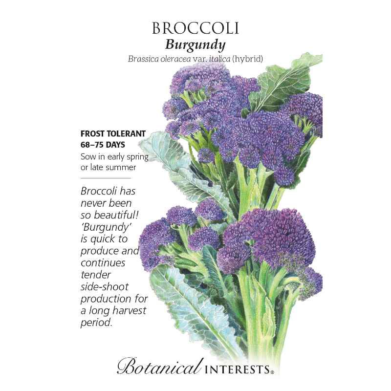 image of seed packet with drawing of several broccoli stalks with green stems and purple grey florets and grey green ruffled leaves.  logo and seed info in black type