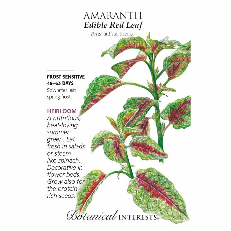 image of seed packet with drawing of amaranth plant with tall green stalks and pointed oblong green leaves with deep red centers.  logo and seed info in black type