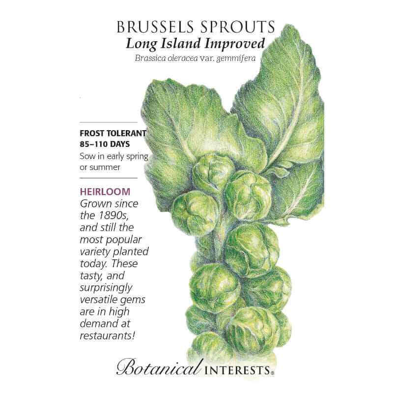 image of seed packet with drawing of several Brussels sprouts round heads and large oblong spade shaped green leaves.  logo and seed info in black type
