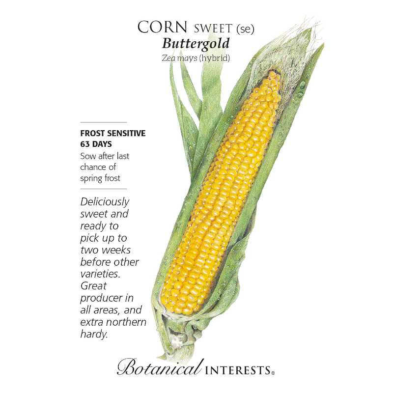seed pack with drawing of bright yellow gold cob of corn