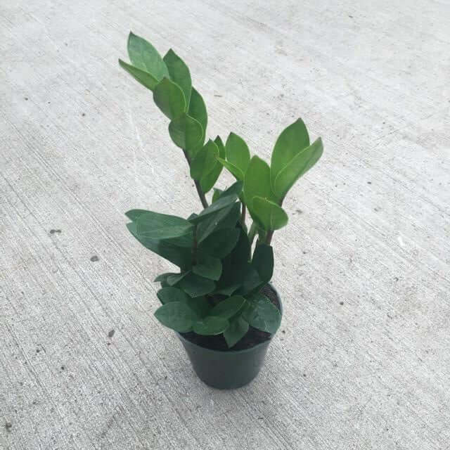 image of a zz plant with a round pot sitting on a concrete floor. Plant has several stems with fleshy green leaves on them