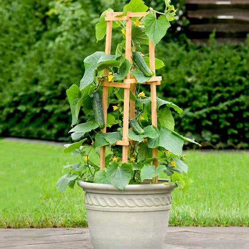 image of cucumber plant in a patio container, vining up a wooden trellis, with large green leaves and mature cucumbers on the vines.
