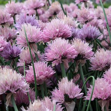 Small, light purple globe-shaped flowers bloom above shiny deep green foliage