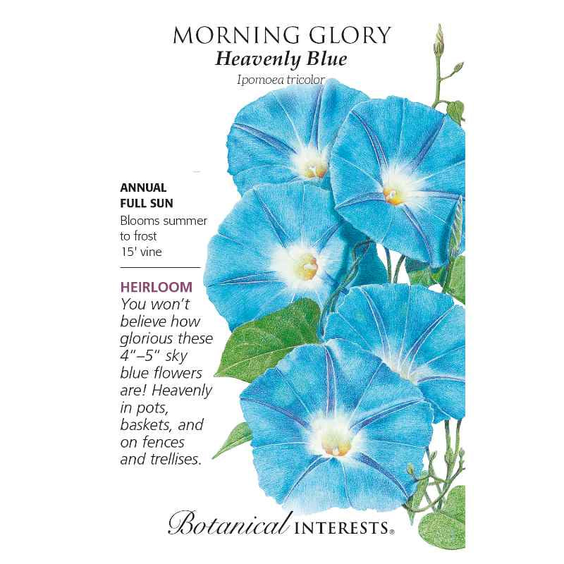 image of seed packet with drawing of several bright medium blue trumpet shaped morning glory blooms with green pointed leaves.  logo and seed info in black type