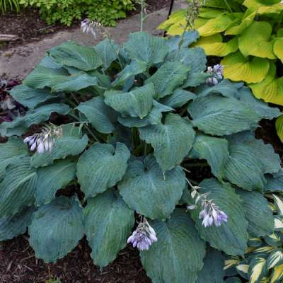 image of plant in landscape, with large pointed oval dark green leaves with ribbing along their length.  Small purple flowers on long thin stems