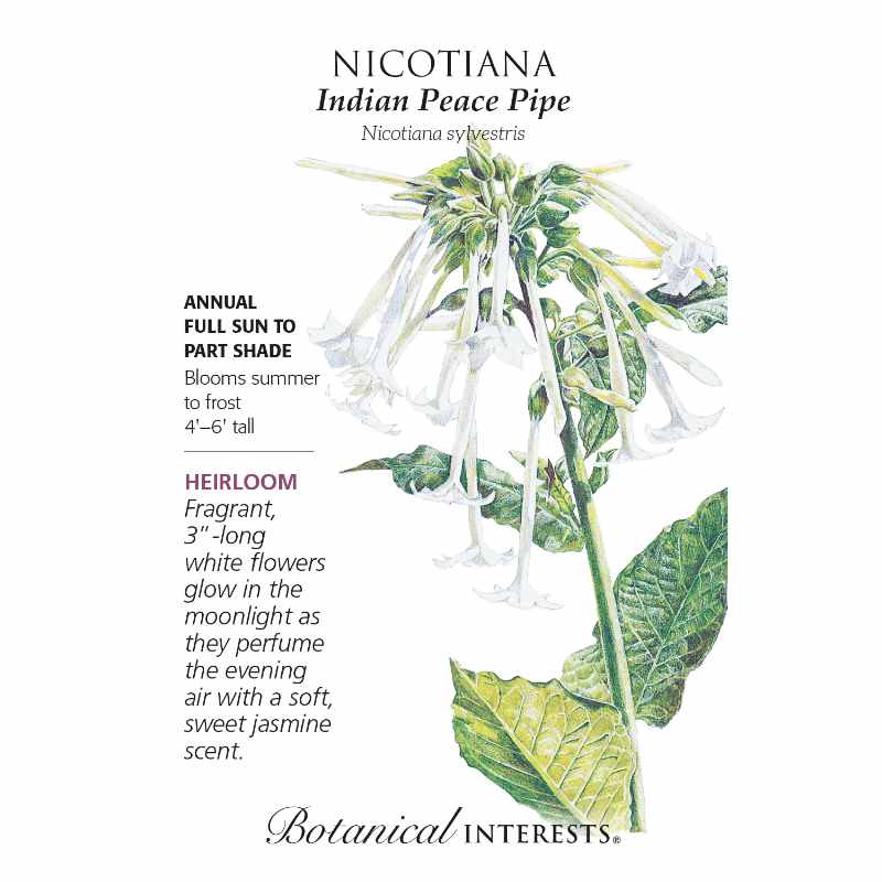seed packet with drawing of nicotiana with white blooms