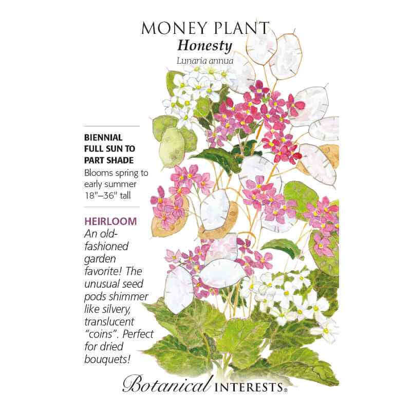 heirloom money plant Honesty Money Plant Seeds