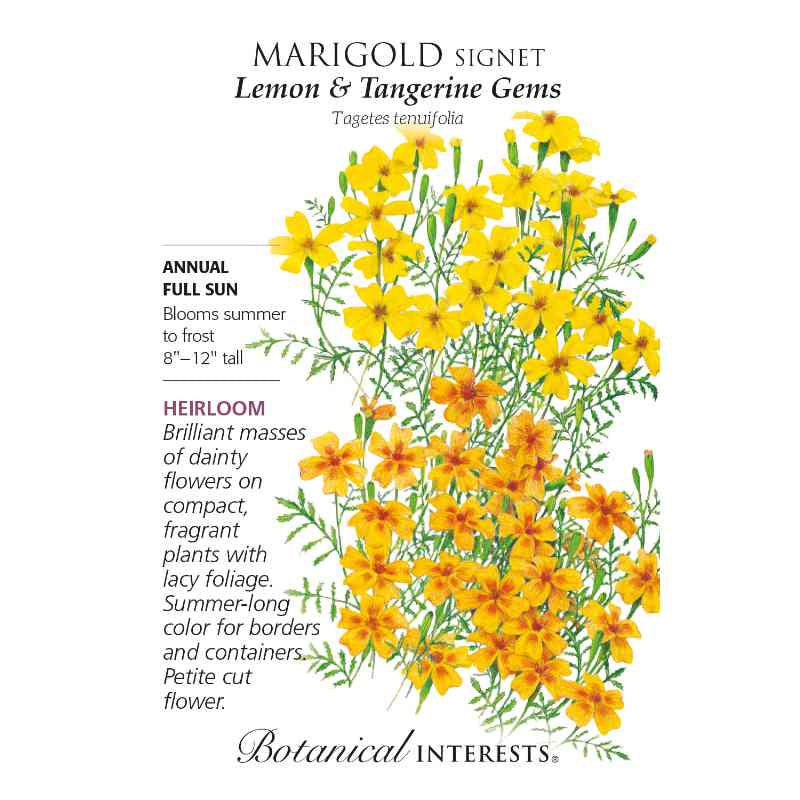 image of seed packet with drawing of multiple marigold plants with green stems, tiny green leaves, and multi petaled blooms in yellow and orange varieties.  logo and seed info in black type