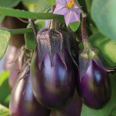 image of several small purple eggplants hanging from the stems of the plant