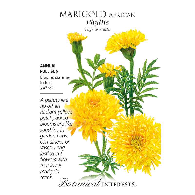 seed pack with drawing of bright yellow marigold blooms