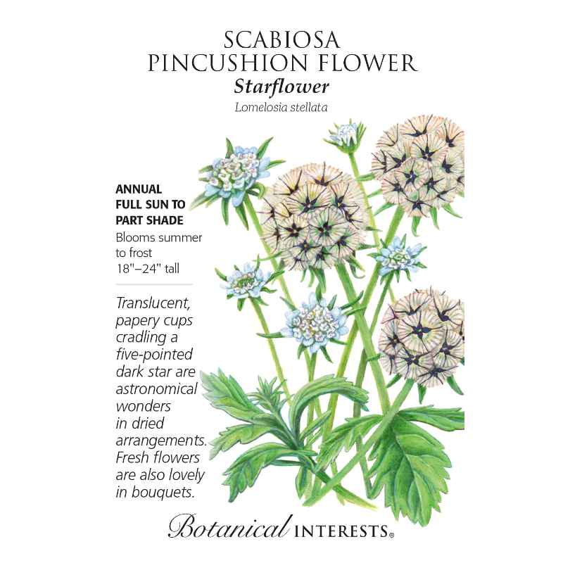 image of seed packet with drawing of several starflower blooms on long tall green stems.  blooms vary from just opening with pale blue petals to fully blooms with many blossomed ball shaped flowers consisting of many smaller blossom.  oblong serrated green leaves.  logo and seed info in black type