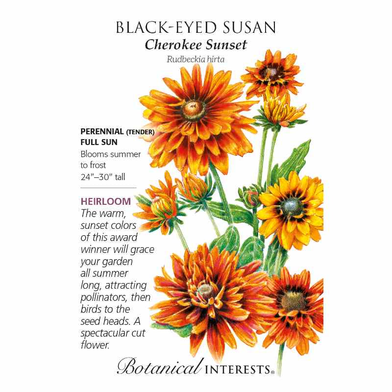 image of seed packet with drawing of several black eyed Susan blossoms consisting of many petaled blooms in shades of dark and light orange on tall green stems with oblong pointed leaves.  logo and seed info in black type
