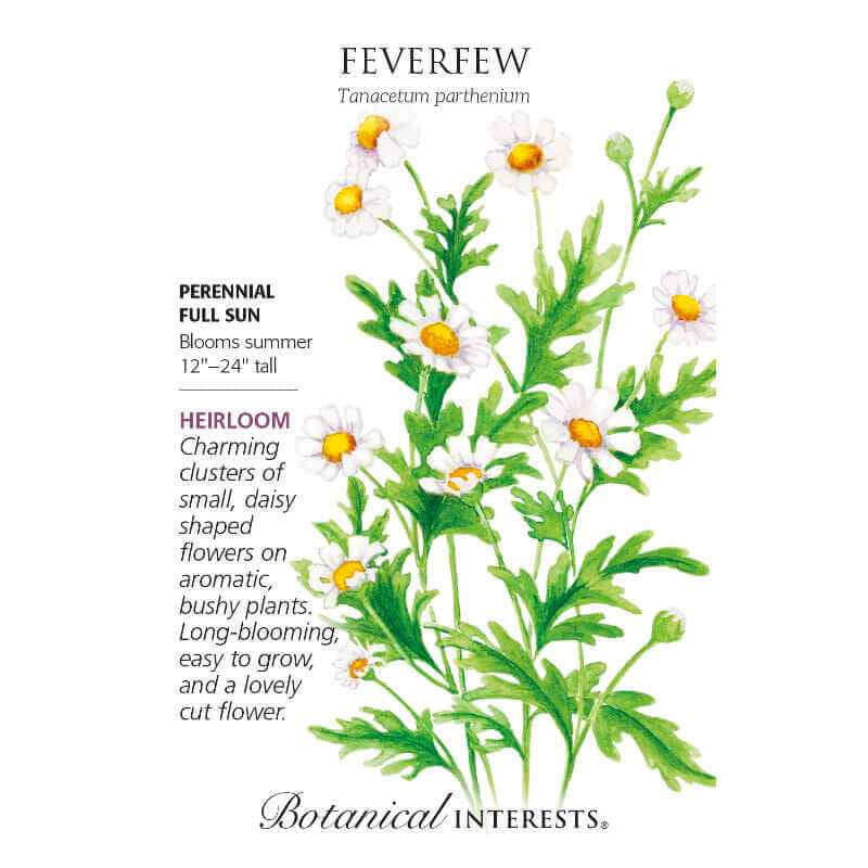 image of seed packet with drawing of several feverfew flowers on tall stems with green deeply lobed green leaves and daisy like blossoms in white petals with yellow orange centers. logo and seed info in black type