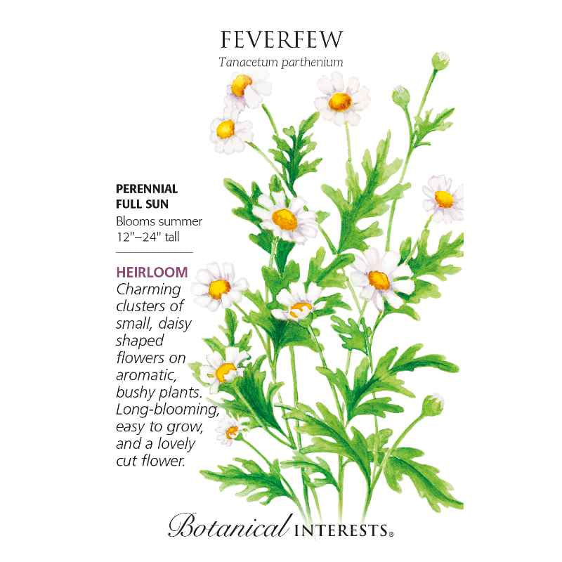 image of seed packet with drawing of several feverfew flowers on tall stems with green deeply lobed green leaves and daisy like blossoms in white petals with yellow orange centers. logo and seed info in black type