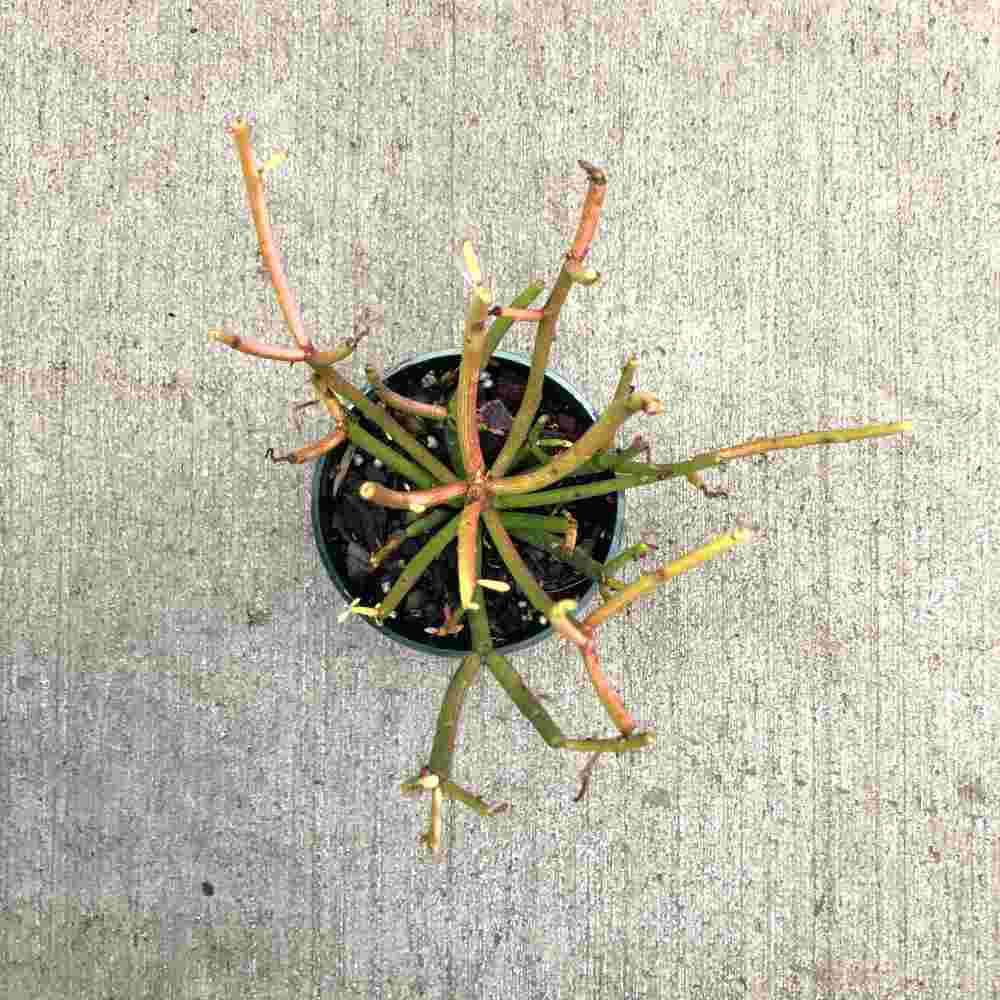 image of plant from above showingpencil sized stems in light orange and green in a round grower pot sitting on a concrete floor