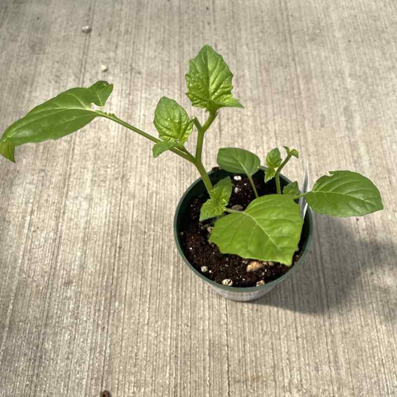 image of small green plant with different sizes of pointed oblong green leaves on two stems in a small green pot sitting on a concrete floor