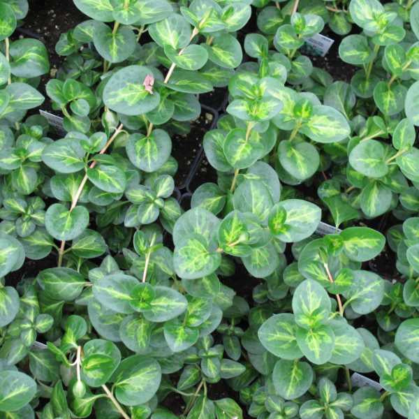 closeup on many vinca vines showing ovoid leaves in dark green with bright green central spines