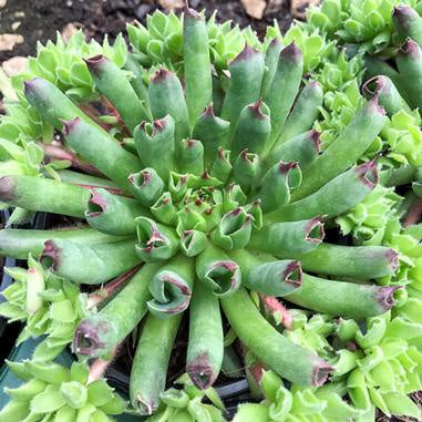 tubular green leaves with magenta tips - longer on the edges and shorter towards the middle - 5 layers with small lime green shield shaped blooms fully circling each pot
