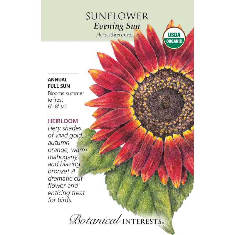 image of seed packet with drawing of giant sunflower bloom with petals of medium to dark orange with yellow tips and centers, with a large brown and yellow seed pod at the center.  Large green pointed leaves.  logo and seed info in black type.  USDA Organic logo in upper right corner