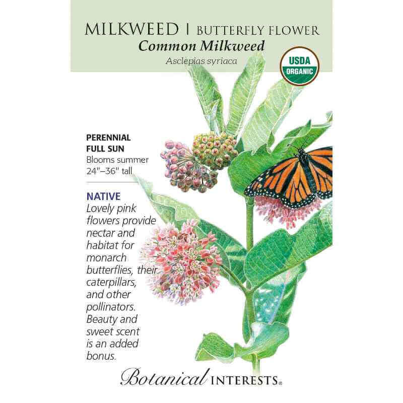 Common Milkweed/Butterfly Flower Seeds