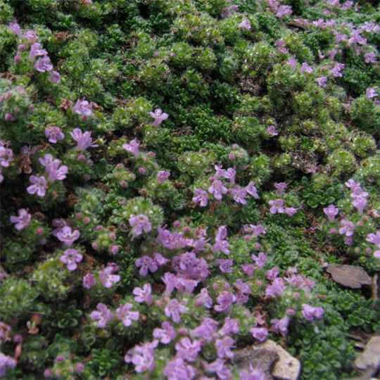 closeup image of large plant with tiny green leaves and small light purple blooms