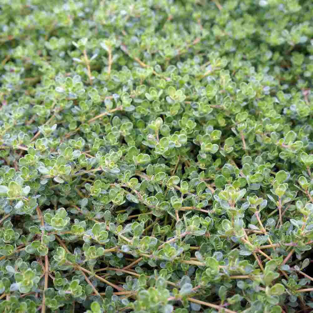 closeup image of plant showing lots of tiny oval green leaves