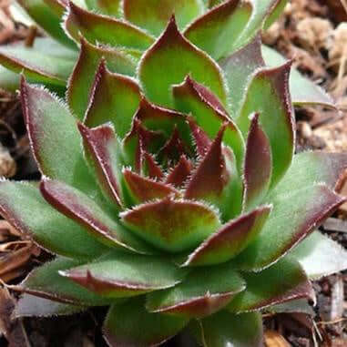 Lotus shaped plant with bright green leaves with magenta pointed tips