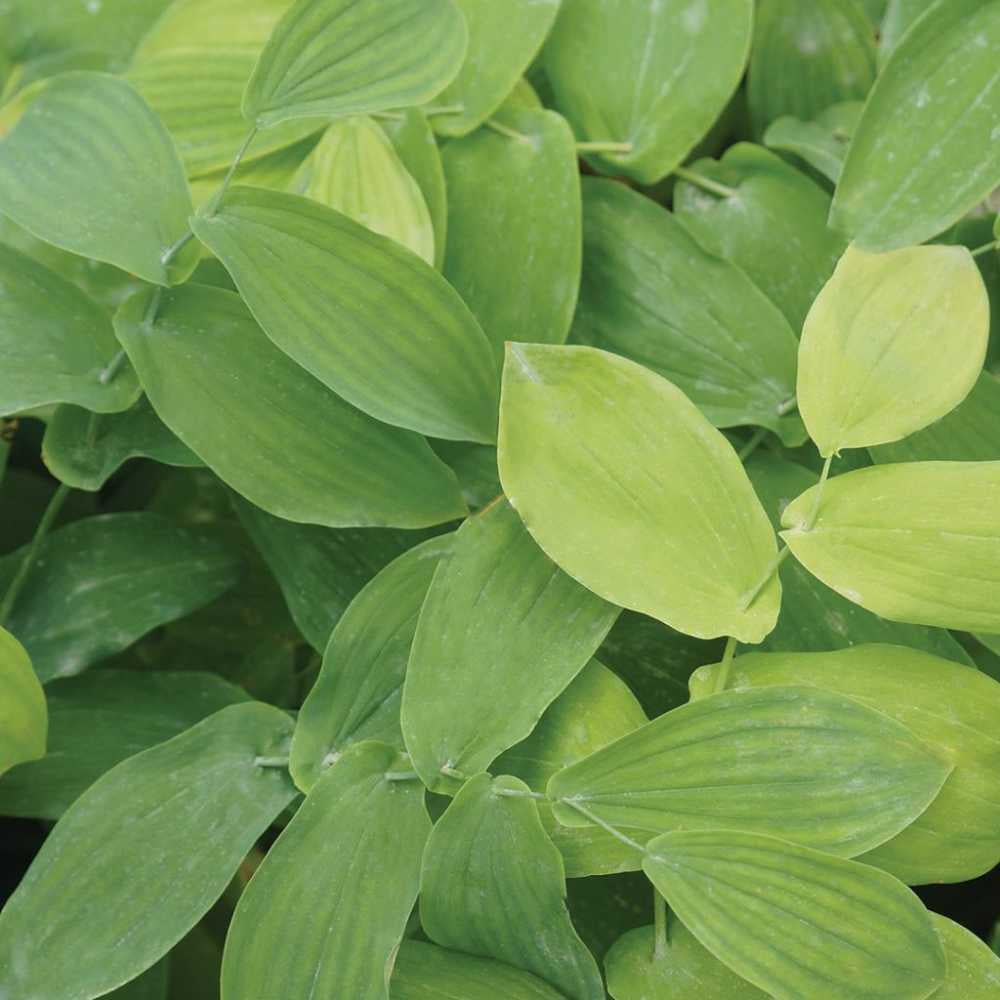 closeup image of plant showing light green pointed oval leaves on thin green stems