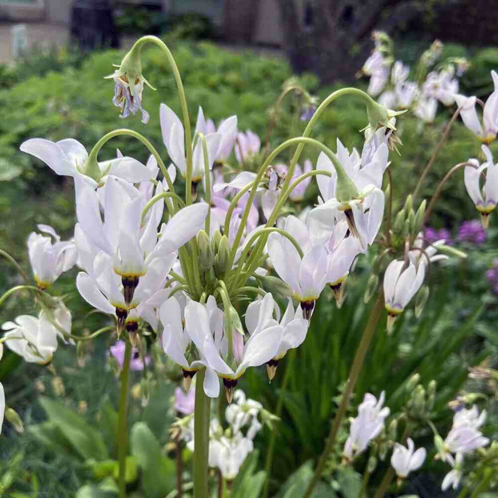 closeup image of flower on top of tall green stem, with many white blooms attached to arching mini stems