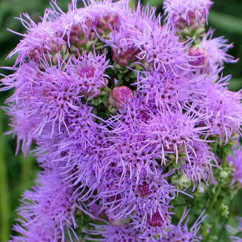 closeup image of blooms consisting of multiple tiny blooms in light purple colors