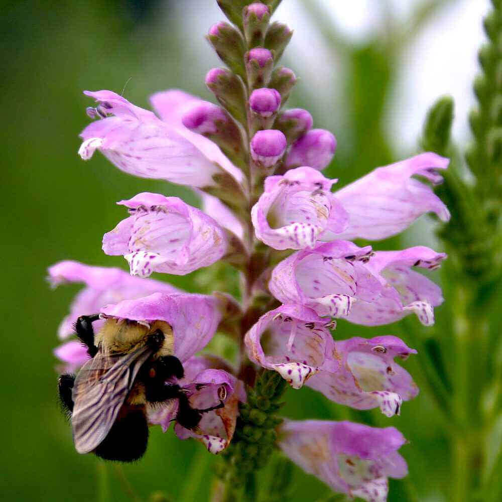 closeup image of flower showing multiple tulip shaped blooms in light pink violet.  A bee is pollinating the flower