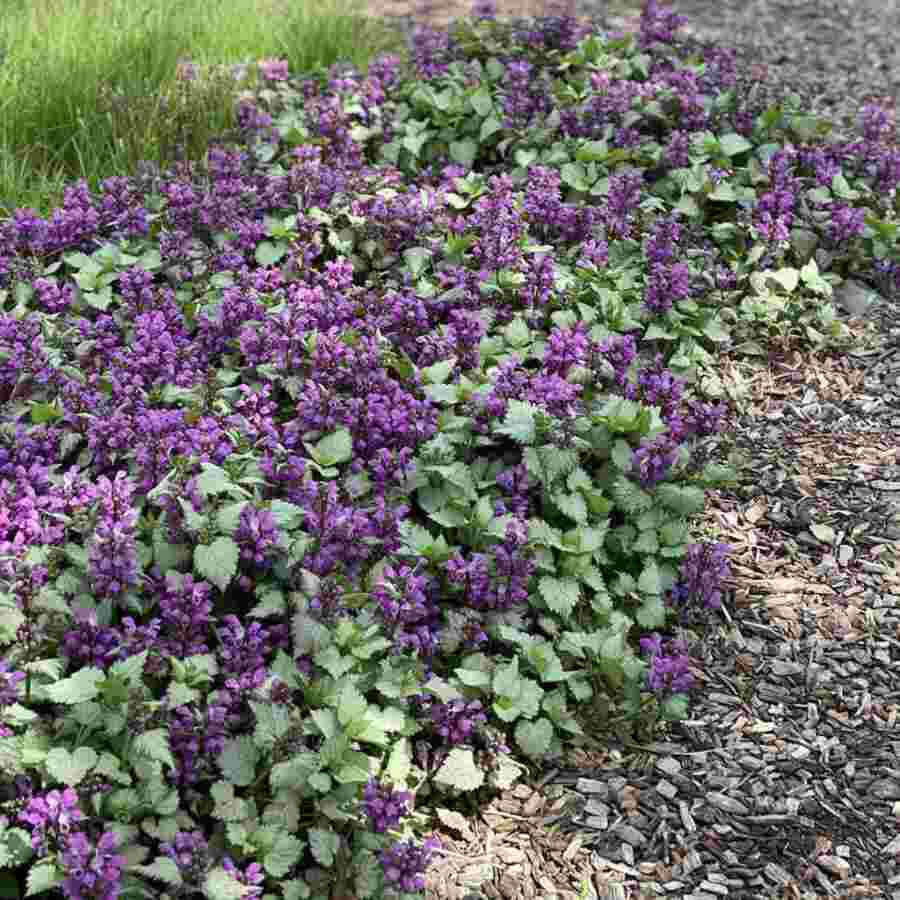 image of mature plants with medium green scalloped edged leaves and spiky purple flowers