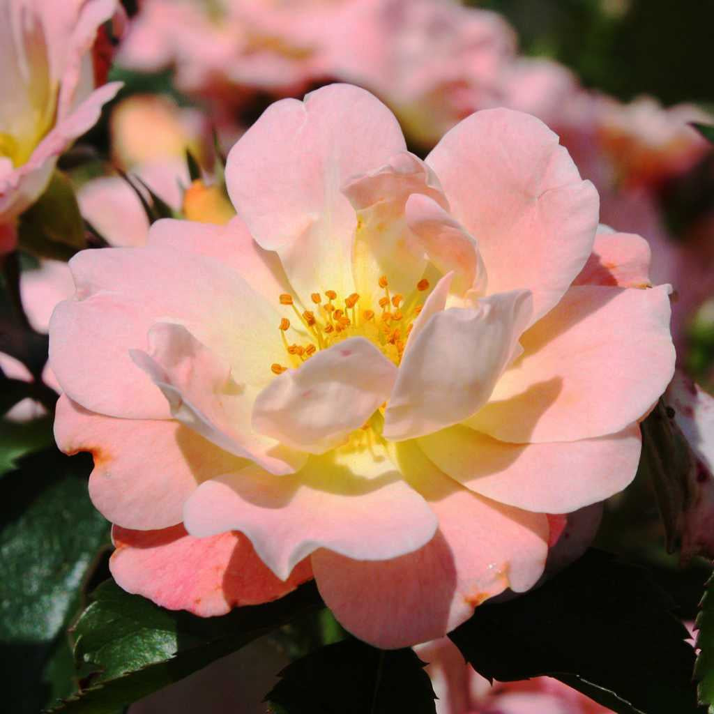 Peach Drift Groundcover Rose