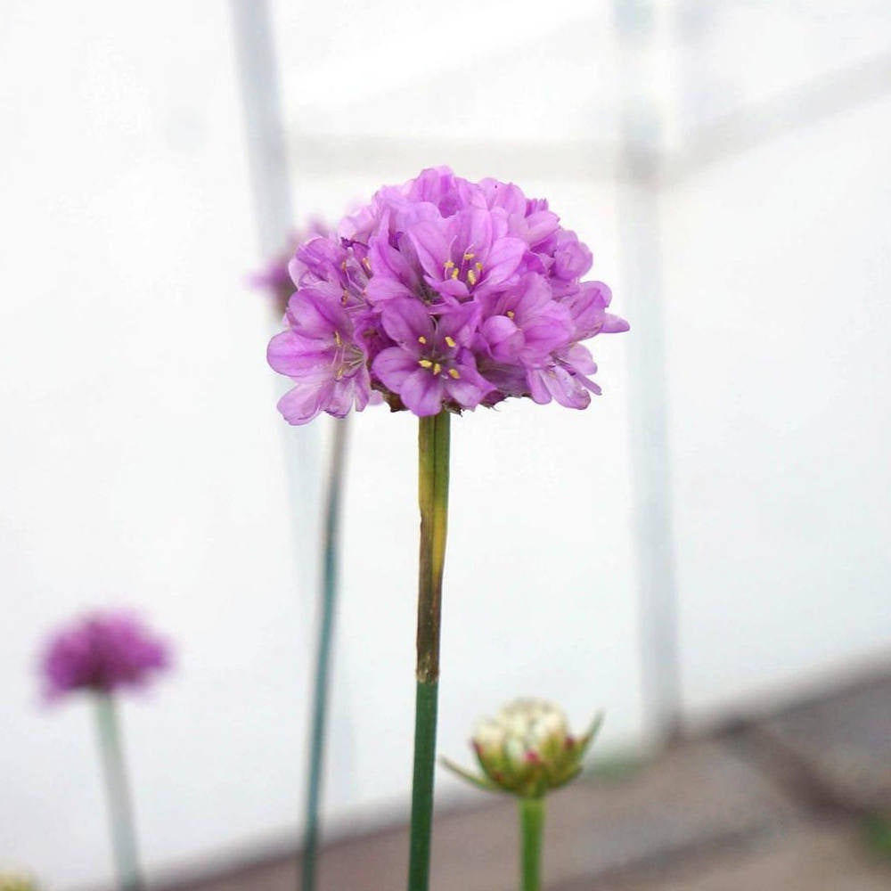 image of flower consisting of many lilac purple blooms on a tall thin green stem