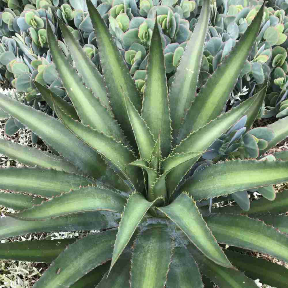 closeup image of mangave in agave form, with serrated spiked leaves in medium green with light green centers