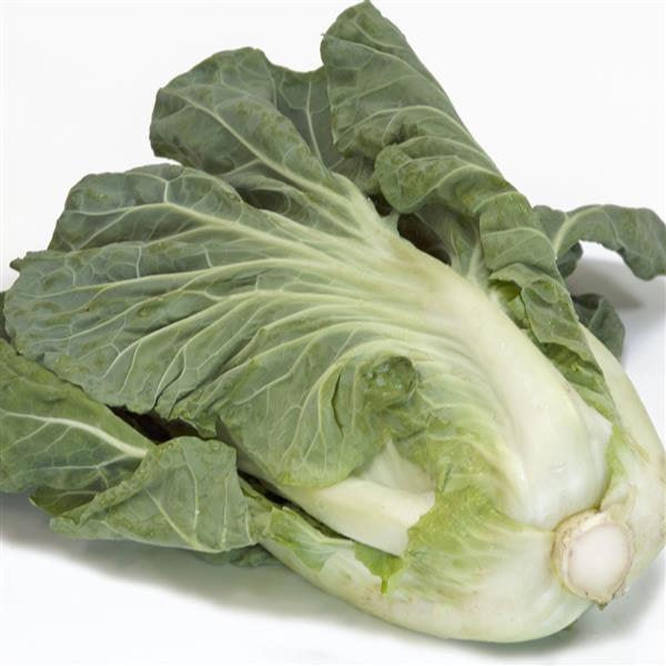 photo of head of leaf style cabbage with prominent white veining and dark green leaves
