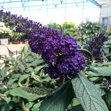 Extra large flowers on a dwarf plant; dark blue flower spike like flowers and thick, sturdy stems