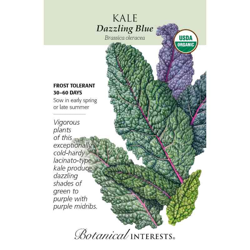image of a seed packet with a drawing of several kale leaves in greens and purples, with very bumpy surfaces, and the logo and seed info in black