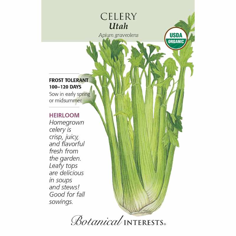 seed pack with drawing of a harvested bunch of mature celery