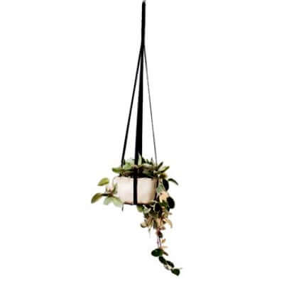 image of small white pot with trailing succulent plant, hanging in a black fabric plant hanger