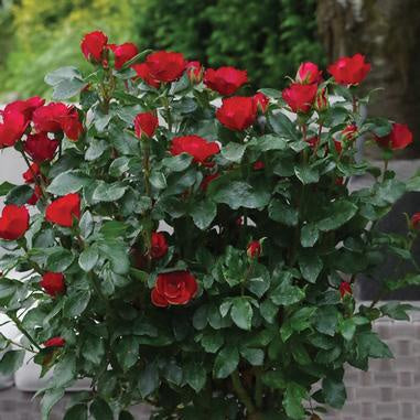 image of mature rose bush with several bright deep red rose blooms on it