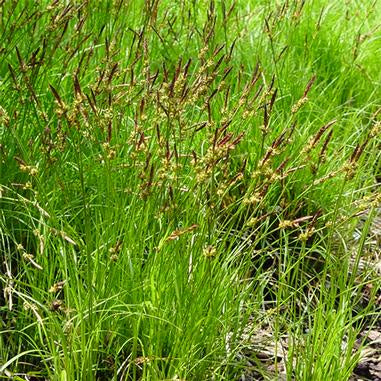 bright gree foliage on low mounding grass with brown seed head