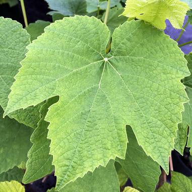 closeup image of grape leaf with 3 pointed lobes and light pebbling