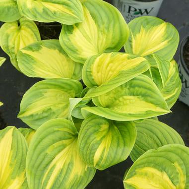 Hosta &#39;Etched Glass&#39;