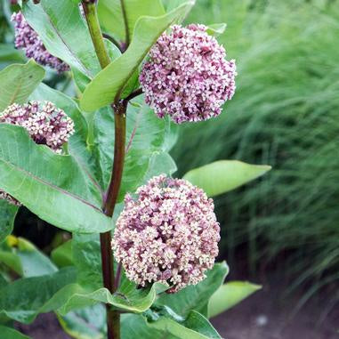 tiny light purple blooms in globe shaped clusters on woody stems with green leaves
